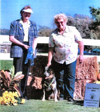 CH Castle Apache Frost. blue Australian Cattle dog with double mask