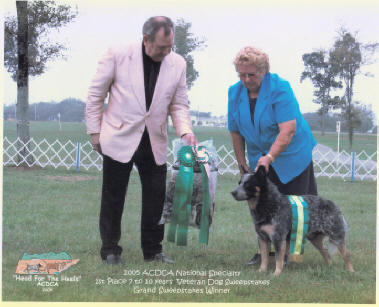 CH Castle Apache Frost. blue Australian Cattle dog with double mask