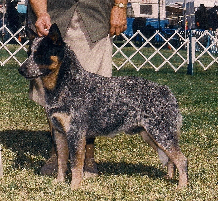 CH Castle Apache Frost. blue Australian Cattle dog with double mask