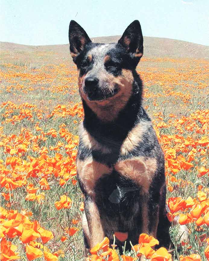 blue Australian Cattle Dog with double eye patches looking at the camera and sitting in a field of orange flowers 