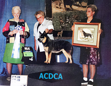 Ch Castle Butte Blue Diamond
show photo of blue Australian Cattle Dog with a mask on the podium at Australian Cattle Dog Club of America National Specialty with Marilyn Myers presenting, female judge holding best of winners rosette, Julie Bender holding the trophy presentation to the right