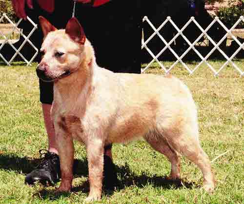 red Australian Cattle Dog without a mask/eye patches