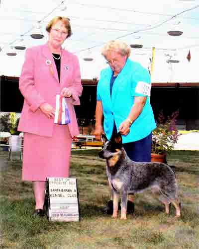 Castle Butte Kari Me Home "Kari"
blue Australian Cattle Dog with partial left eye patch show photo Best of Opposite. Marilyn Myers, Handler, Female judge holding ribbons dressed in a pink suit