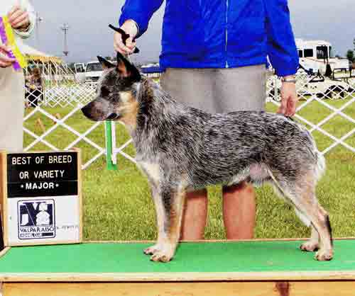 CH Castle Butte Kristle Blue
Blue Australian Cattle dog with a left side eye patch show photo best of breed 