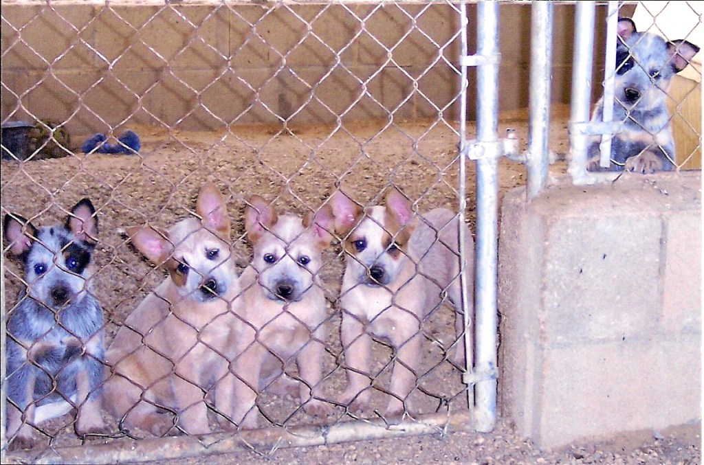 Australian Cattle Dog puppies