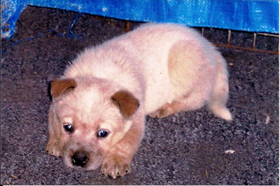 Australian Cattle Dog puppy