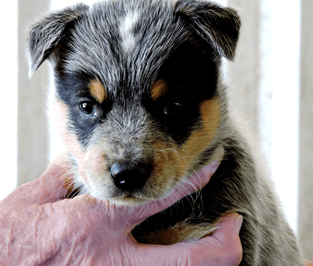 Australian Cattle Dog puppy