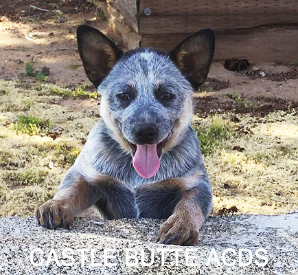 Australian Cattle Dog puppy