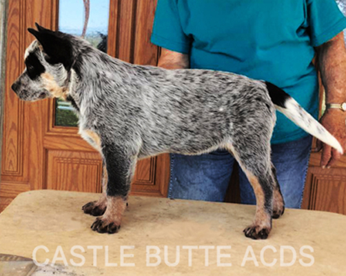 Australian Cattle Dog puppy