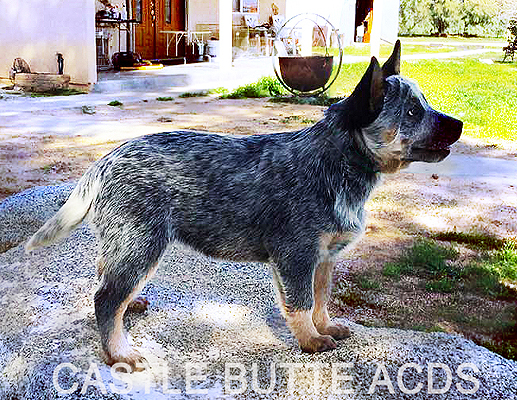 Australian Cattle Dog puppy