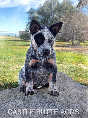 Australian Cattle Dog puppy