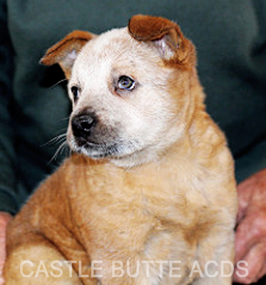 Australian Cattle Dog puppy