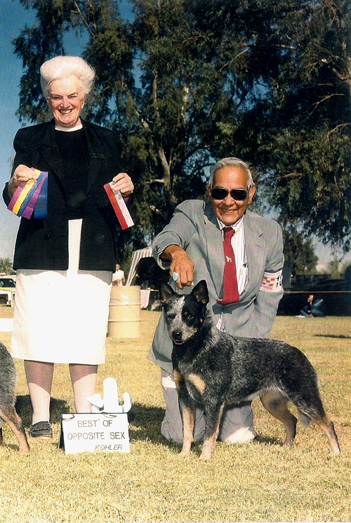 CH Castle Butte's Amazing Grace
Blue Australian Cattle dog with full left side eye patch show photo Best of opposite outdoors on green grass, female judge holding ribbons, male handler kneeling behind the dog