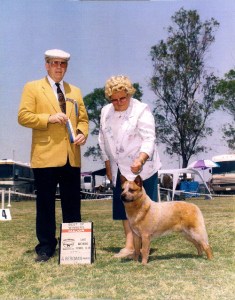 CH Castle Butte Beau Wrangler
red Australian Cattle Dog in a show photo Best of Winners Marilyn Myers handing, Judge in yellow blazer holding ribbons on a summer day on the lawn.