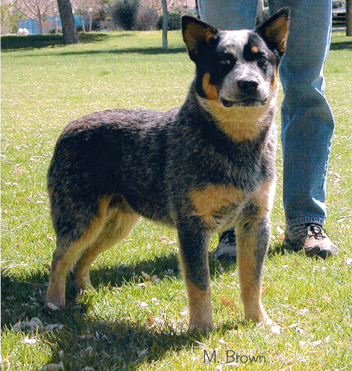 CH Castle Butte Boss Man
Blue Australian Cattle Dog with tan markings and partial double mask standing on green grass 