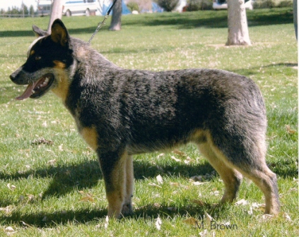 blue Australian cattle dog profile facing left on green grass