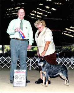 CH Castle Butte Country Belle
blue Australian Cattle Dog show photo Best of Opposite indoor ring Marilyn Myers, Handler. Male Judge