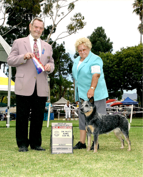 CH Castle Butte Misty Blue - blue. Australian Cattle Dog in a show photo outdoors on green grass. Marilyn Myers, Handler, male judge holding best of opposite ribbons. sign reads "New Champion"