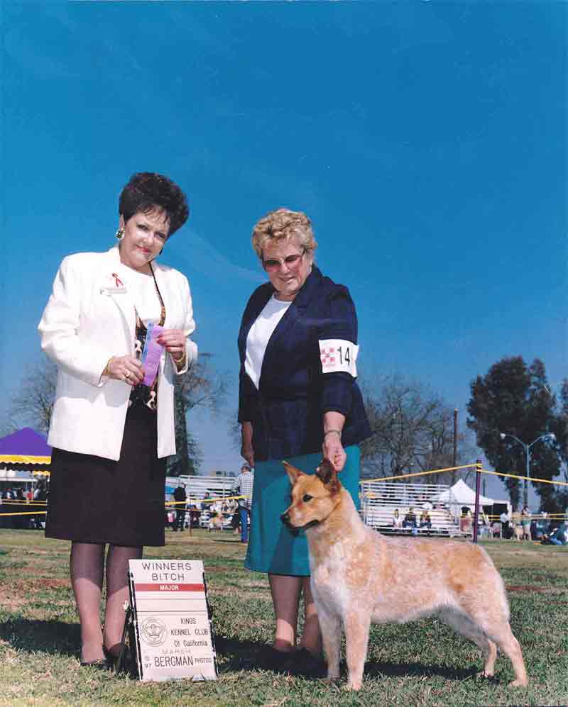 CH Castle Butte Sun Dee Sue red Australian cattle dog with no show side eye patch show photo with Marilyn Myers handler, female judge holding ribbons outdoors on green grass. sign reads winners bitch