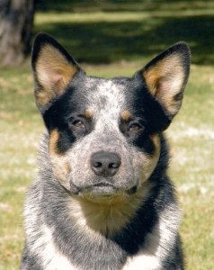 blue Australian cattle dog with double mask head shot
