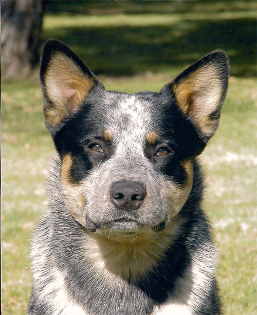 double masked blue Australian cattle dog head shot, CH Castle Butte Thunder Country