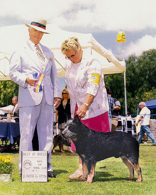 CH Castle Butte's Blue Maverick blue Australian Cattle Dog in a show photo. Best of Breed, Best of Winners, Winners Dog Marilyn Myers handler, Judge in a light blue suit with a Panama hat