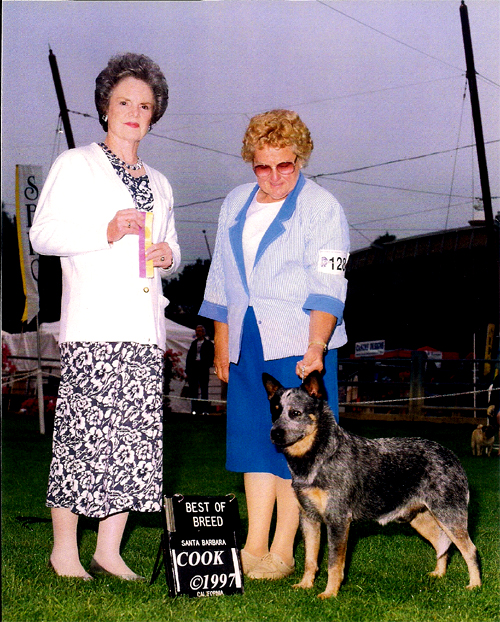 CH Castle Butte Iron Thunder
Blue Australian Cattle Dog Best of Breed with Marilyn Myers handling and a female judge 1997