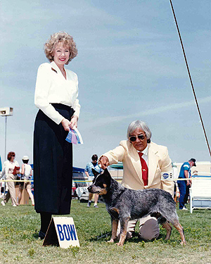 Blue Australian Cattle dog with right eye mask facing left in a show photo, best of winners, male handler, judge in black skirt and white blouse standing on grass