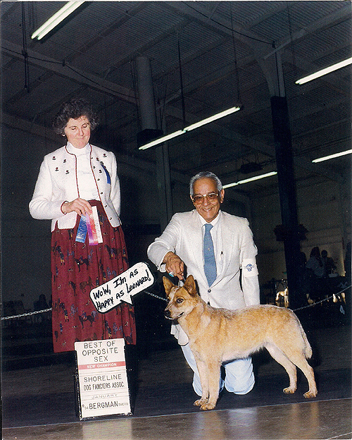 Red Australian Cattle Dog show photo indoor on black matting, Male handler (Leonard), Female judge holding Best of Opposite ribbon sign reads Shoreline Dog Fanciers Assoc.