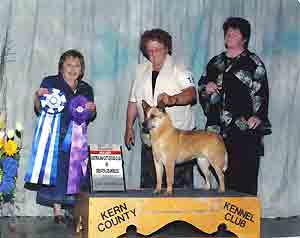 CH Castle Butte Cindy Bea
Red Australian Cattle Dog show photo on a podium with a backdrop Large rosette ribbons for Best of Winners  and Winners Bitch held by female judge. Handler Marilyn Myers, Joyce Rowland to the right side