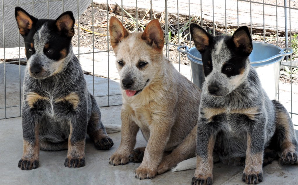 Imbach Australian Cattle Dog Puppies. One red puppy with a blue puppy on each side
Bull's Puppies Bull x Maggie - date of birth April 2, 2015
