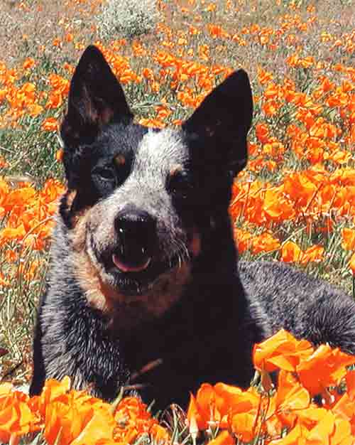 Blue Australian Cattle Dog head shot with right full eye patch and partial left eye patch in a field of orange poppies