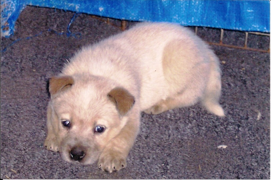 Australian Cattle Dog puppy