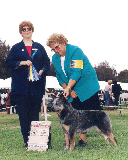 CH Castle Butte Silver Frost
Blue Australian Cattle Dog show photos outdoors on green grass, female judge holding best of breed best of winners, winners bitch ribbons Long Beach CA Kennel Club, Marilyn Myers hander