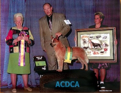 BISS CH Castle Butte Six Pac T'go CD HSAs CGC    "Hank"
Red Australian Cattle Dog ACDCA Best in Specialty Show 2001