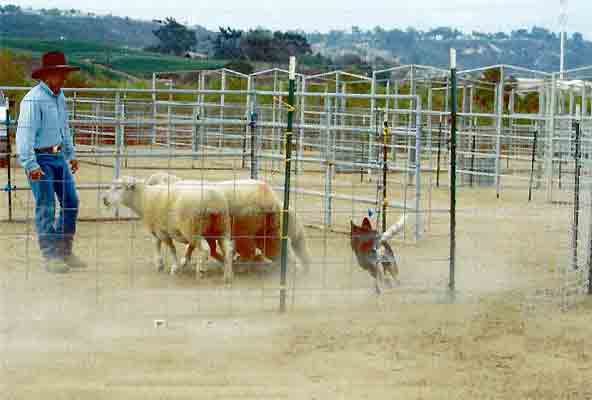 Blue Australian Cattle Dog working sheep in a pen with a male handler to the left wearing blue jeans and a black cowboy hat. 