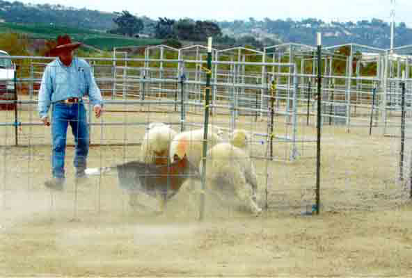 Blue Australian Cattle Dog working sheep in a pen with a male handler to the left wearing blue jeans and a black cowboy hat. 