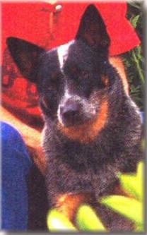 CH Castle Buttes Masked Bandit CDX
double masked blue Australian cattle dog