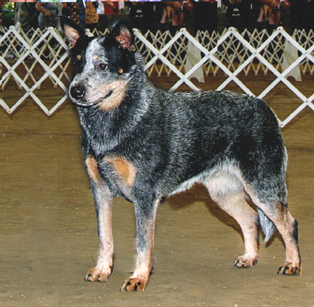 CH Castle Butte Cactus Kate
Blue Australian Cattle dog
