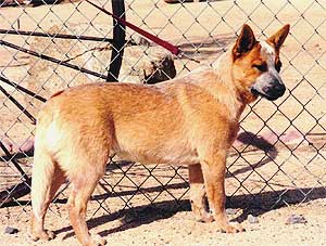 red Australian Cattle Dog with a mask tethered to a chain link fence facing right on desert dirt