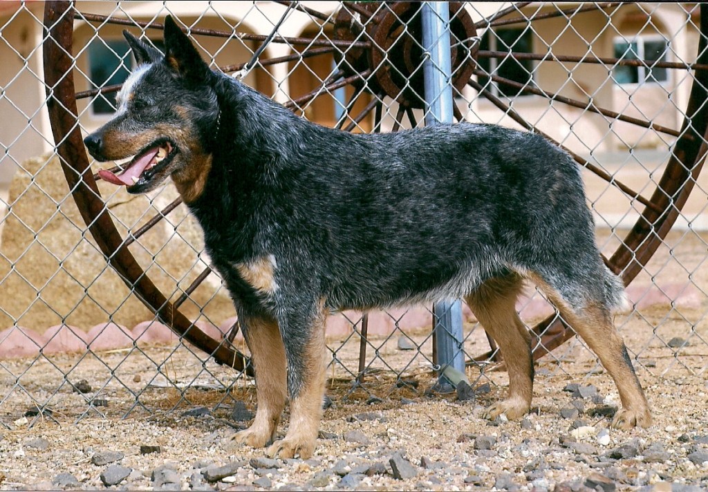 Blue Australian Cattle Dog profile facing left