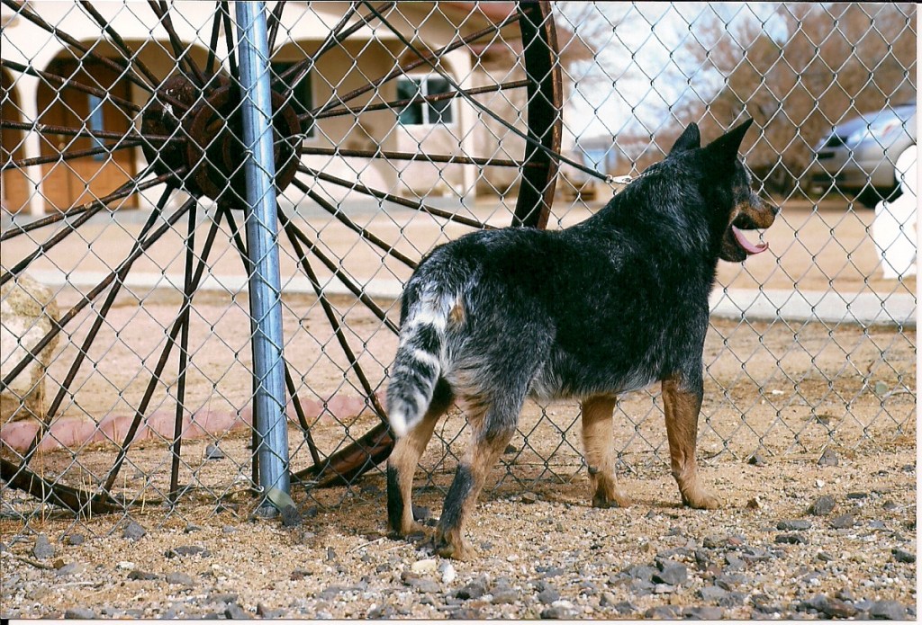 Aust CH/CH Landmaster Kingcreole
blue Australian Cattle Dog facing right
