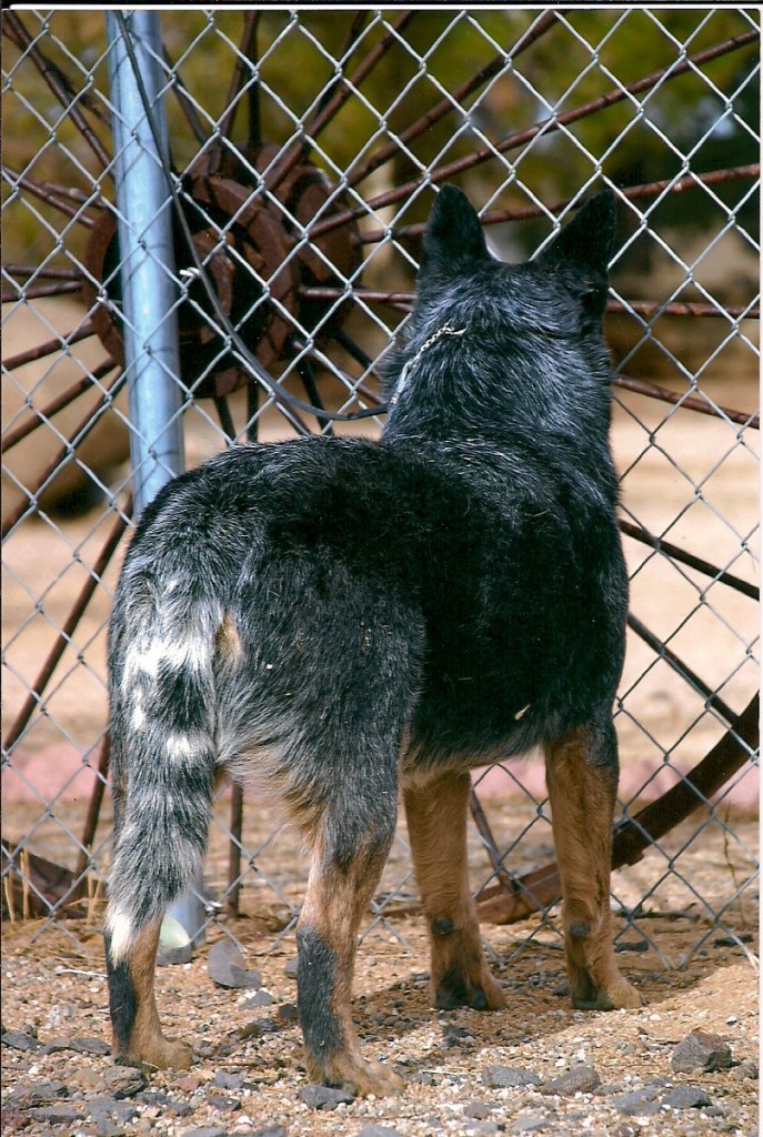rear view of blue Australian cattle dog Aust CH/CH Landmaster Kingcreole