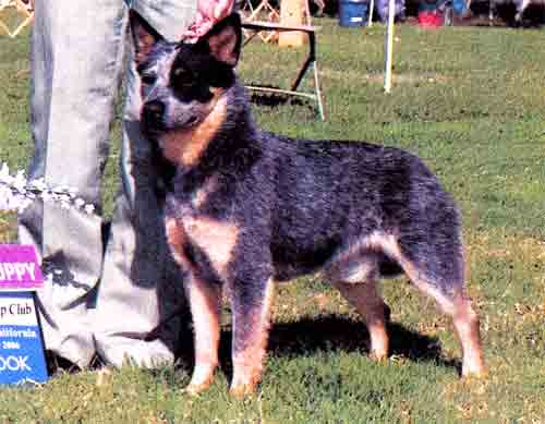 Castle Butte Sheza Kountry Star. "Reba
Blue Australian Cattle Dog