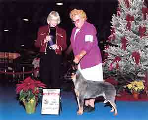 CH Castle Butte Miss Kitty
Blue Australian Cattle Dog full left side mask, Indoor Christmas time show photo with Marilyn Myers, handler. Female judge holding ribbons 