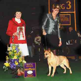 Red Australian Cattle Dog at Westminster Kennel Club Best of Opposite female handler
