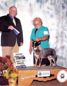 CH Castle Butte Our Little Gossip
blue Australian Cattle Dog with a full double mask show photo on a podium with backdrop Durango Kennel Club May 2007 Best of Winners. Marilyn Myers, Handler Male judge holding ribbons