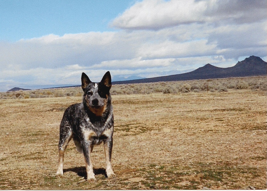 blue Australian Cattle Dog with partial left eye patch facing the camera on the desert with mountains in the background with clouds in the sky