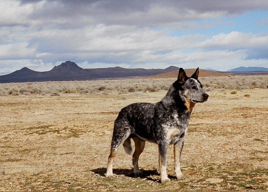 side view of blue Australian cattle dog Am/Mex/Int'l CH Lanbart The Outlaw
