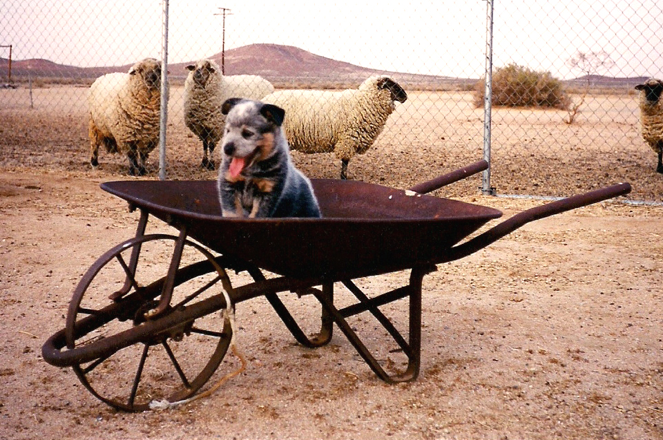 Australian Cattle Dog puppy